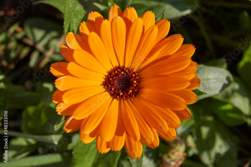 Calendula  or Marigold  lat. Calendula  - a genus of herbaceous plants of the Astra family  Asteraceae . The last flowers of calendula before the onset of cold.