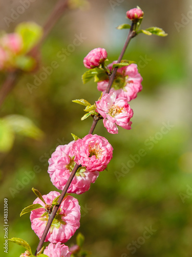 Prunus triloba blooms with sweet pink double flowers surrounded by tiny light green leaves. Blossoming almond branch on spring time.