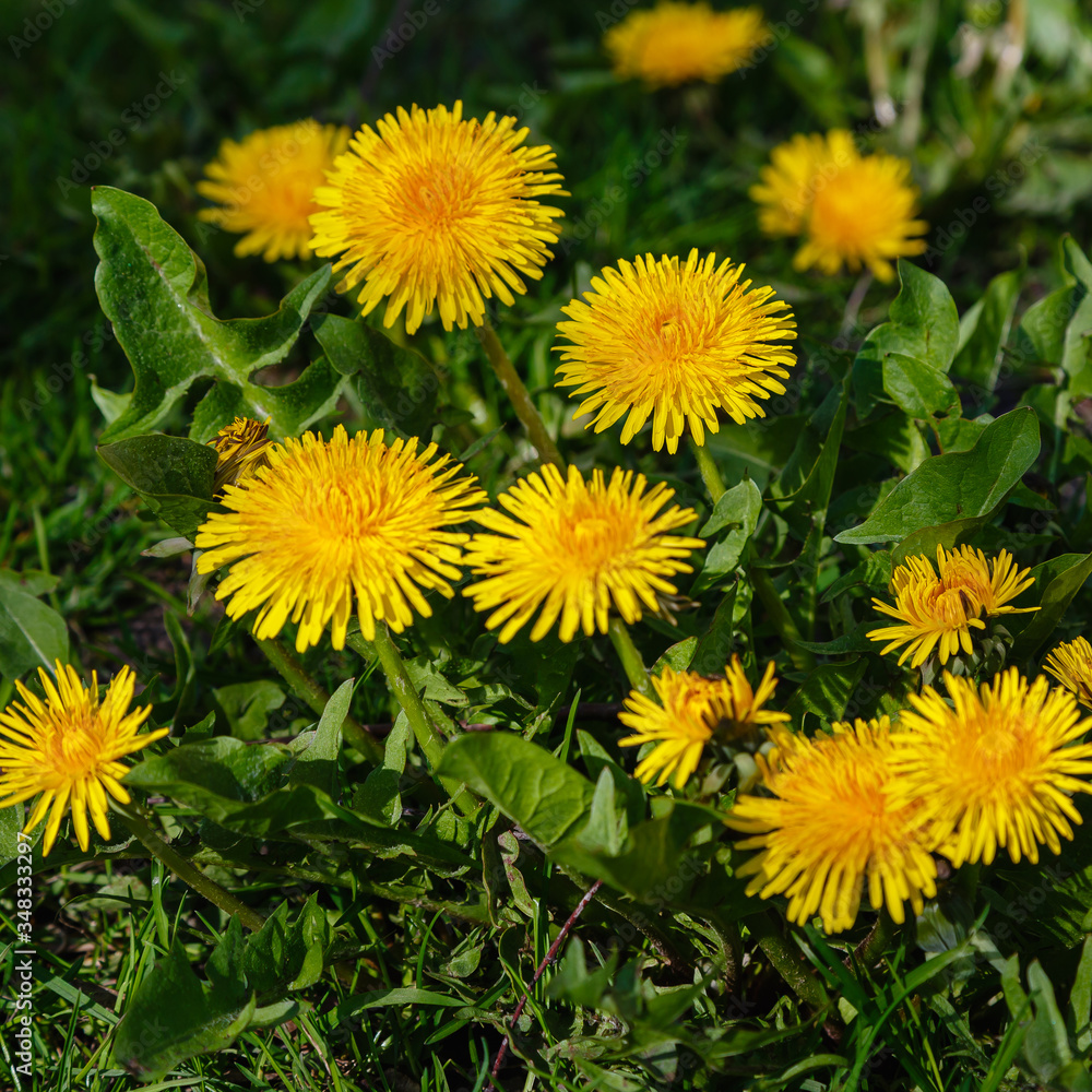 Yellow flowers of dandelions in green backgrounds. Spring and summer background. Yellow flowers of dandelions in green backgrounds. Spring and summer background.
