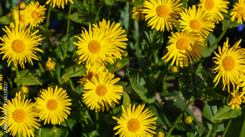 Floral background with yellow daisys. Yellow daisy flowers in natural background. Doronicum orientale in spring garden photo