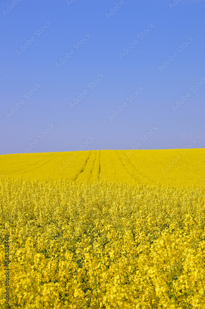 Blooming yellow rapeseed field with blue cloudless sky. Beautiful nature background. Blooming yellow rapeseed field with blue cloudless sky. Beautiful nature background.