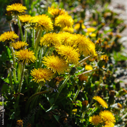 Yellow flowers of dandelions in green backgrounds. Spring and summer background.