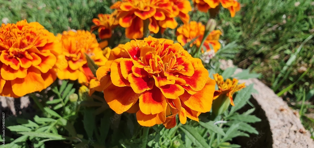 Orange flower 4k picture of an orange flower. Orange flower 4k picture of an orange flower.