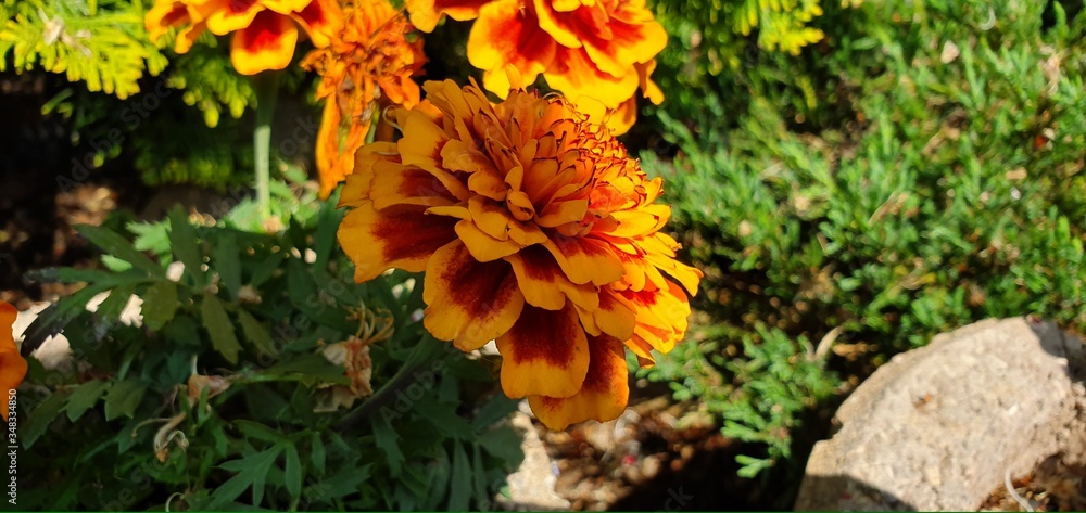 Orange flower 4k picture of an orange flower. Orange flower 4k picture of an orange flower.