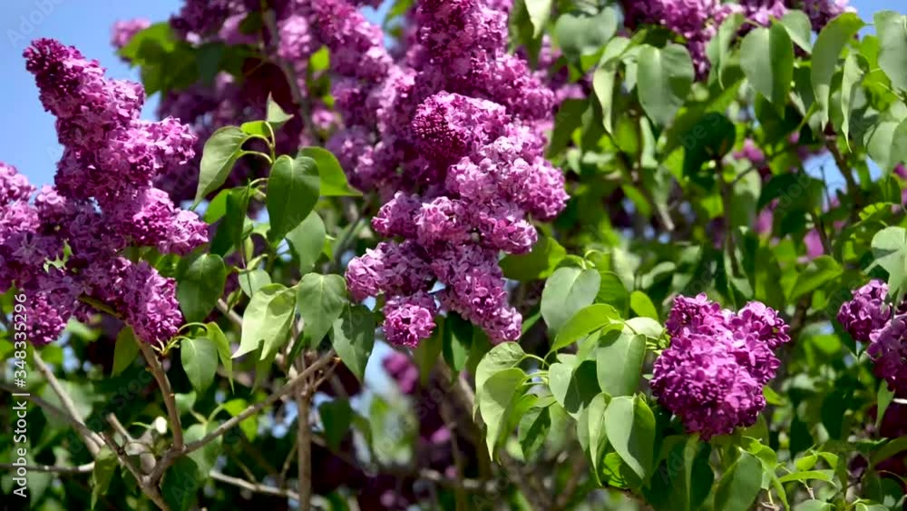 Spring branch of lilac flowers trees. Sunny day in garden outdoors. Spring branch of lilac flowers trees. Sunny day in garden outdoors.