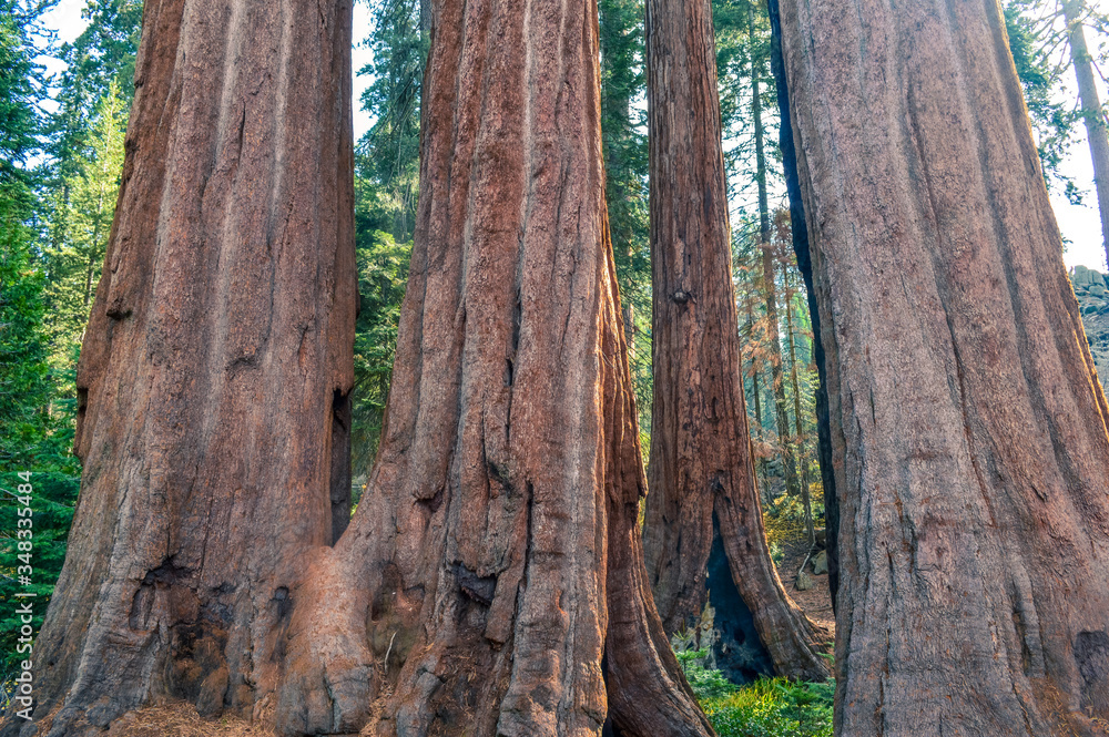 giant trunks showing their power and beauty in sequoia natural park
