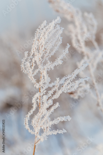 Frozen weed in frosty forest © Mykola Sushkov