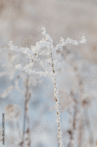 Frozen weed in frosty forest