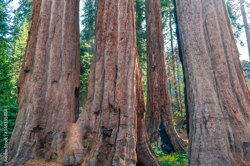 giant trunks showing their power and beauty in sequoia natural park