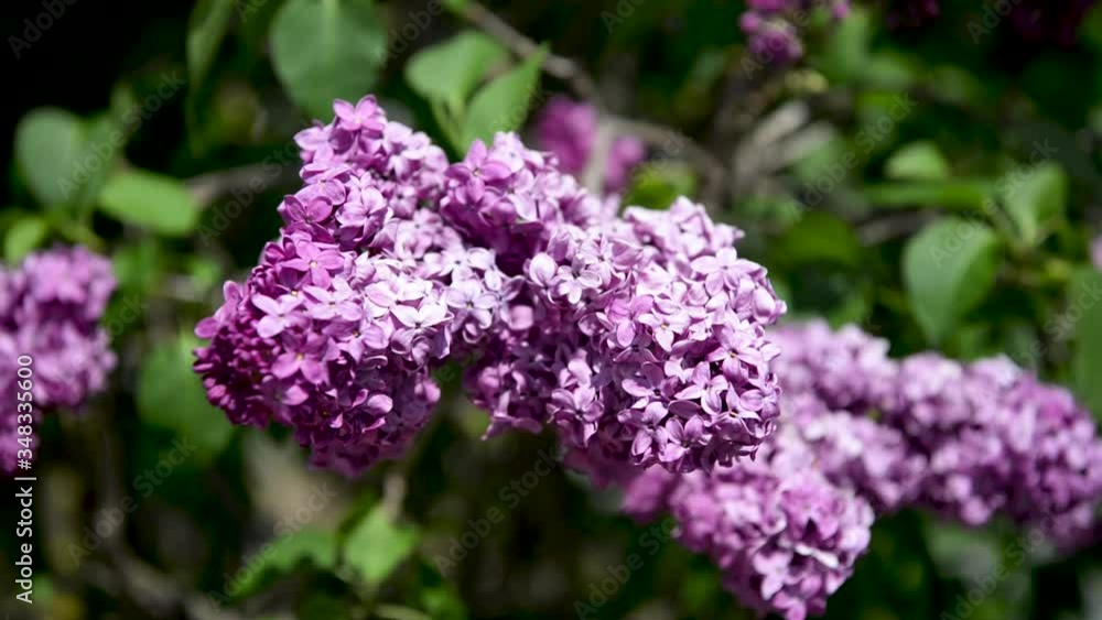 Spring branch of lilac flowers trees. Sunny day in garden outdoors. 