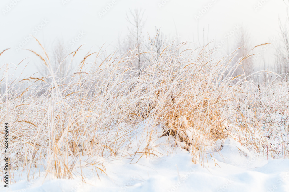 Fototapeta premium Frosty winter landscape
