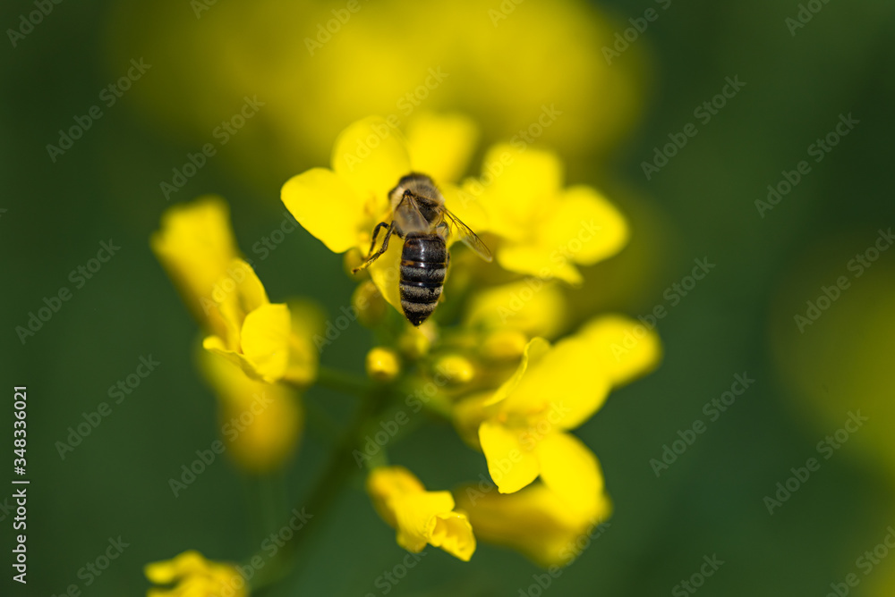 Honneybee collecting nectar on a flower. Honneybee collecting nectar on a flower.