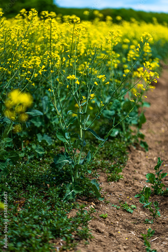 Rapeseed field, Blooming canola flowers close up Rapeseed field, Blooming canola flowers close up