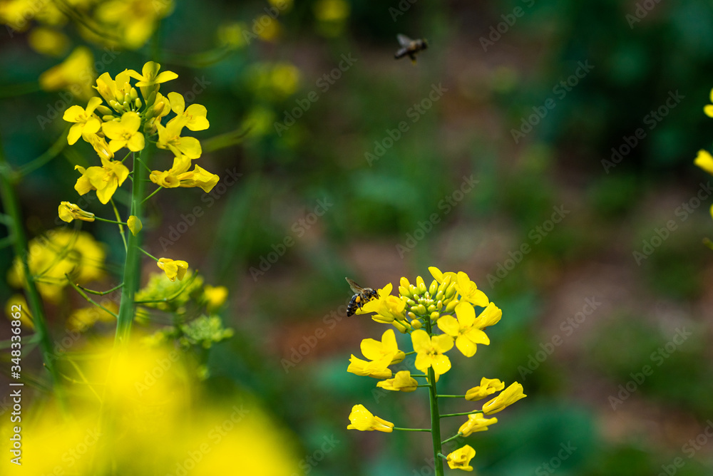 Honneybee collecting nectar on a flower. Honneybee collecting nectar on a flower.