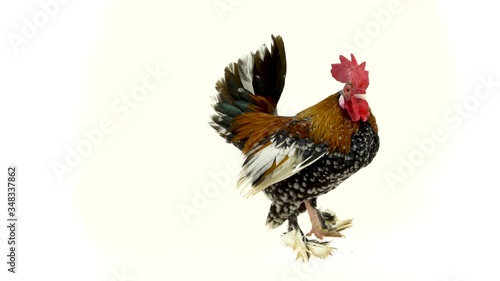 Rooster Milfler isolated at white background in studio photo