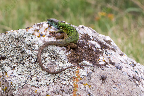 Close-up as a green lizard sunbaths on top of a piece of rock