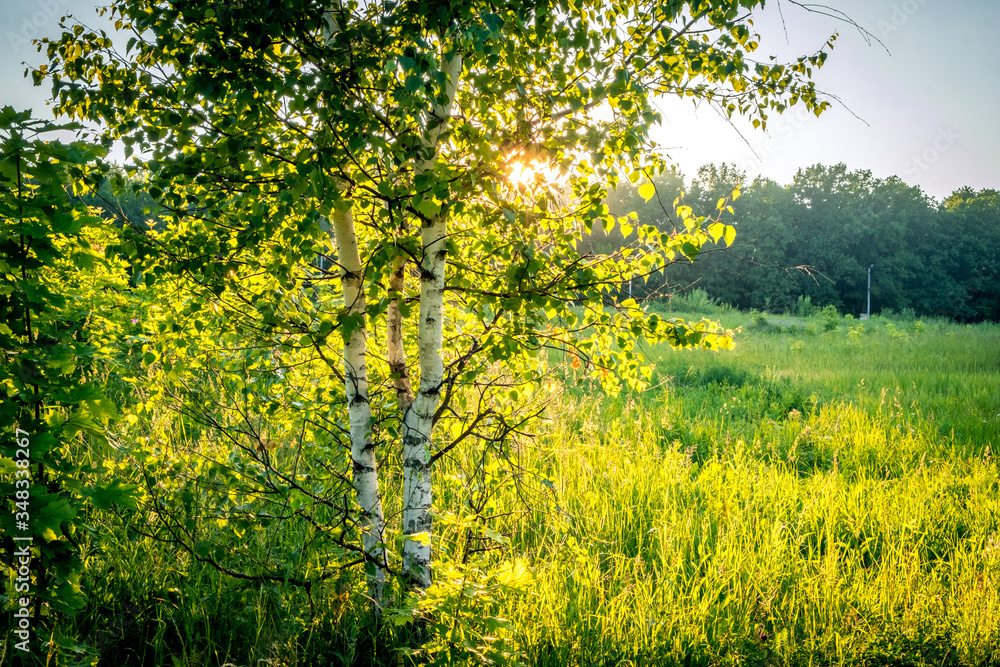 Sunset In Summer Birch Forest, Sunbeams through birch branches, Russia, Vladimir city, Russian Nature.
