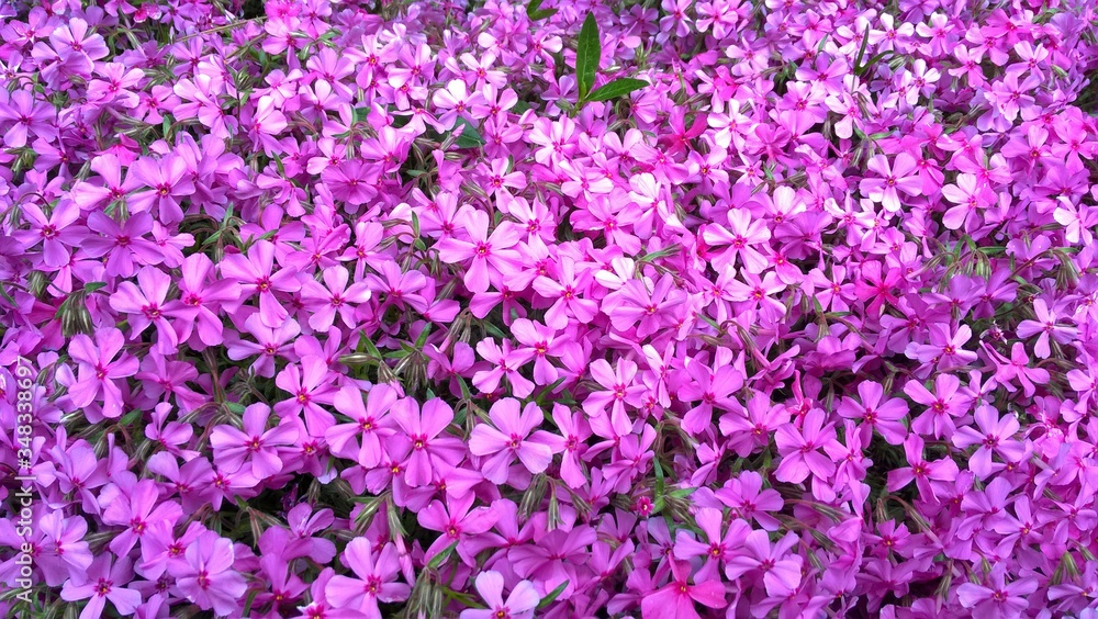dywan różowych drobnych kwiatków