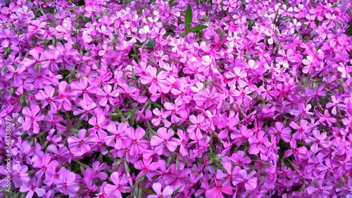 dywan różowych drobnych kwiatków photo