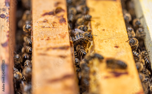 Bees on honeycomb.