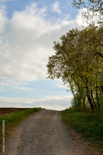 A path between a field and a tree