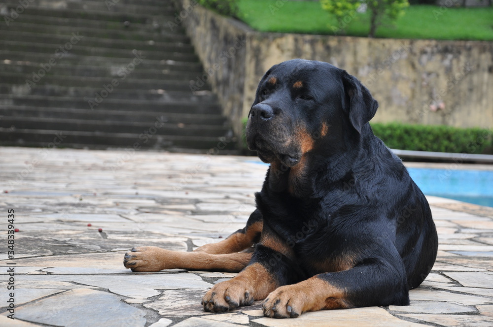 Fototapeta premium Rottweiler resting 
