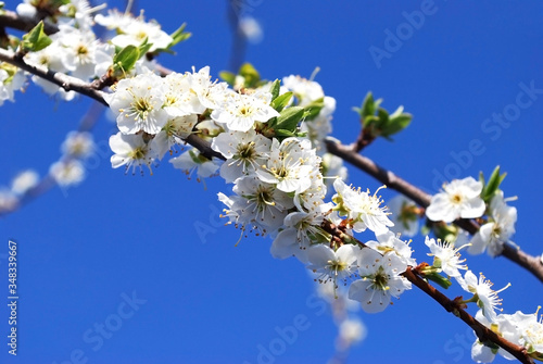 flowering plum branch with white delicate flowers