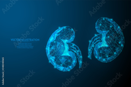 Human kidney close-up. Organ anatomy. Pilonifrit, nephroptosis, urolithiasis, renal failure. Innovative medicine and technology. 3d low poly wireframe vector illustration.