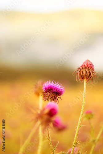 Thistle blooms in the top of the mountains  sunlight color