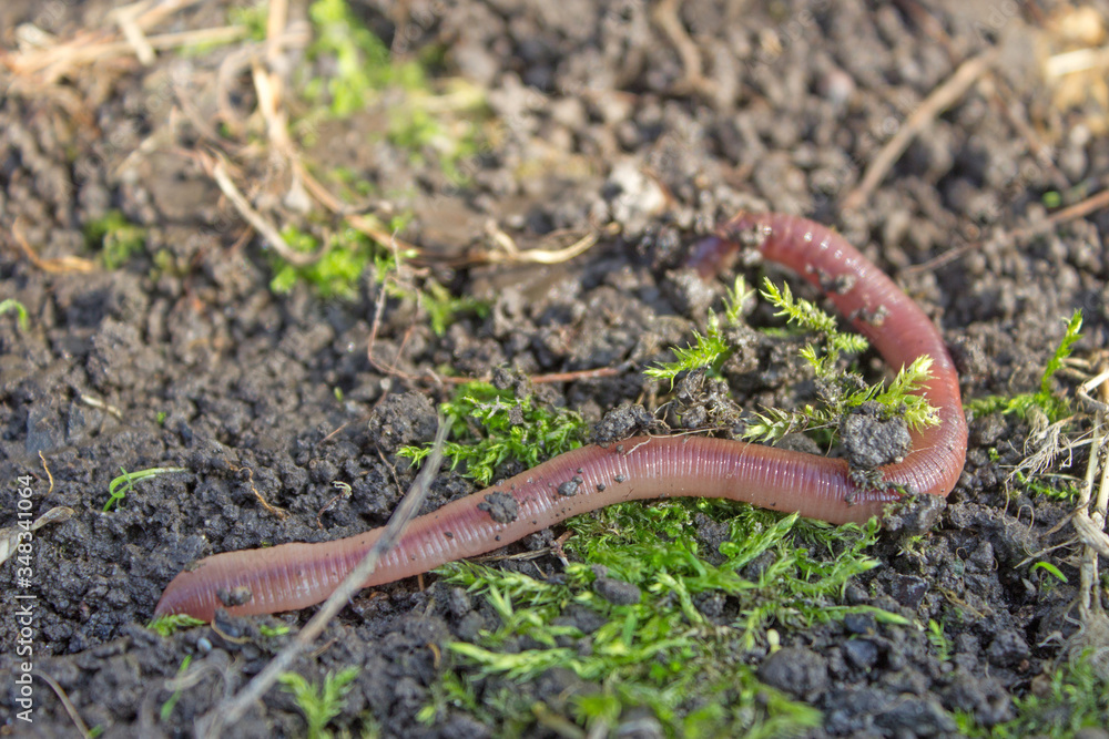 Earthworm creeps on the ground, close up Earthworm creeps on the ground, close up