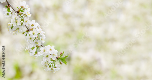 Branch of a blossoming cherry. Concept for creating a spring card.