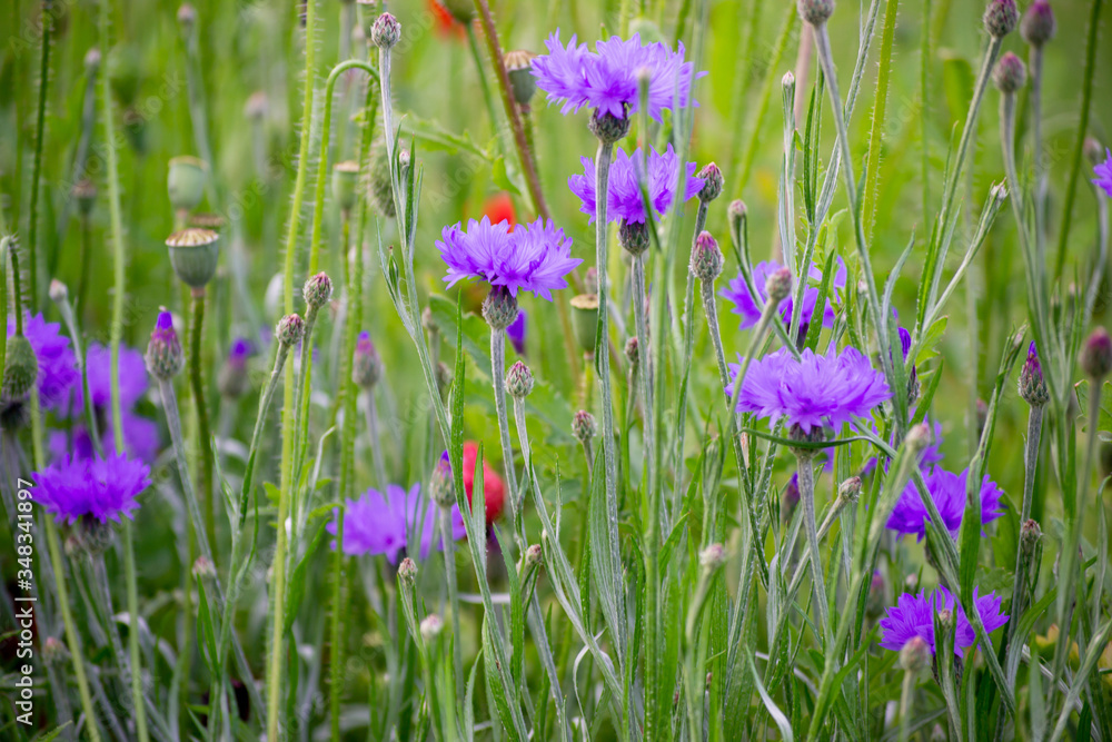 Beautiful of purple flower garden. Violet art design background. Blooming violet lilac flowers in a field. Spring concept. Beautiful of purple flower garden. Violet art design background. Blooming violet lilac flowers in a field. Spring concept.