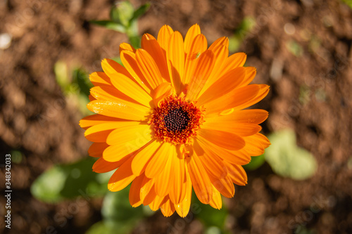 Orange daisy flower in brown and green background. Isolated flower. Macro photography. Spring flower. Spring fashion.