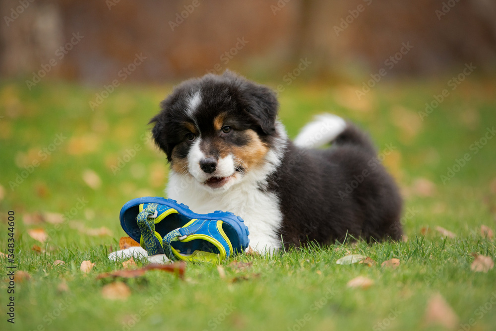 Puppy australian shepherd plays. Pet plays . dog in the yard on the grass Puppy australian shepherd plays. Pet plays . dog in the yard on the grass