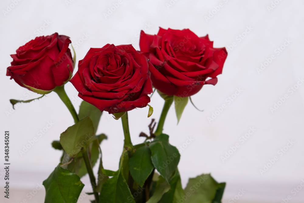 Three Red Roses with boke Background. copy space - Valentines and 8 March Mother Women's Day concept Three Red Roses with boke Background. copy space - Valentines and 8 March Mother Women's Day concept