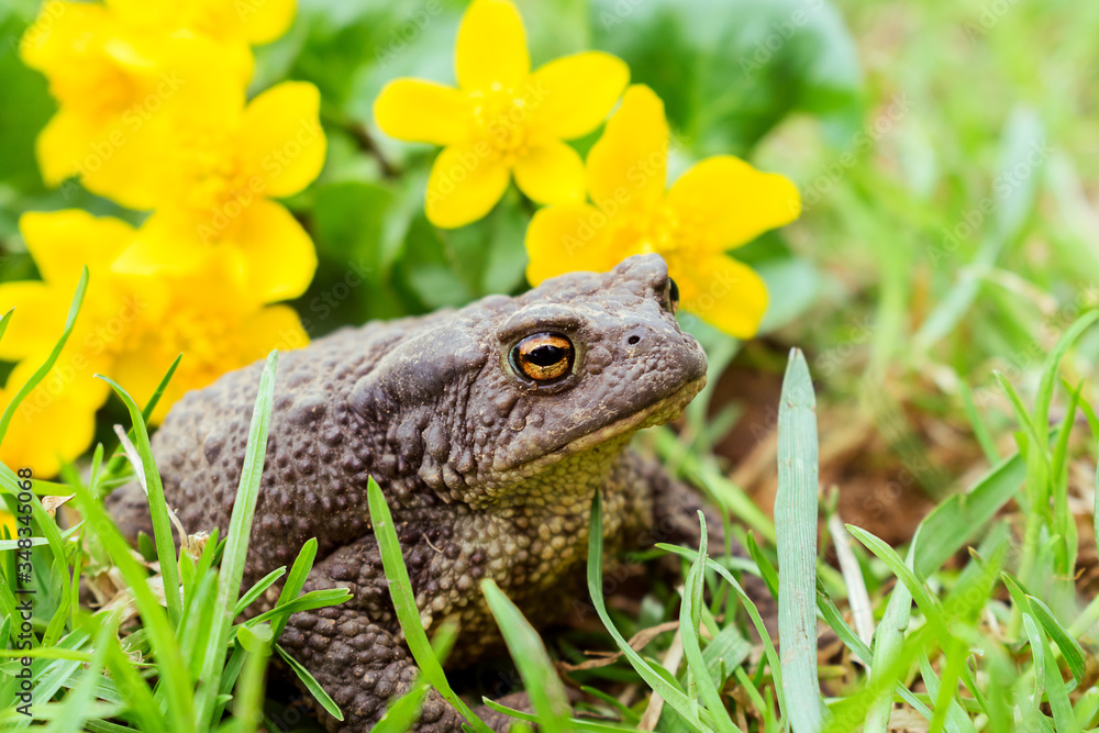 Obraz premium Toad close up sitting in the grass,yellow flowers in the background.Selective focus,side view