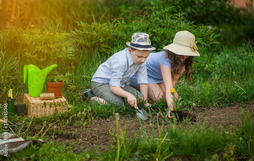 Young girl and blong boy gardeners planting flowers in the summer garden at sunset. Summer activities. Happy childhood