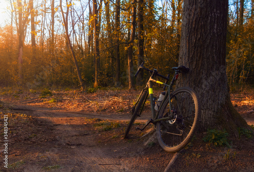 Gravel bike stands near a tree in a beautiful forest at sunset.