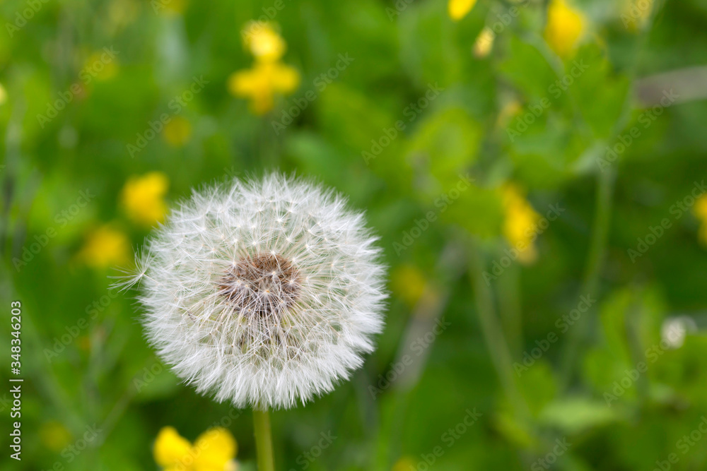 Detail of the Dandelion in Nature Detail of the Dandelion in Nature