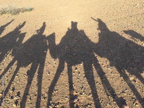 Camels shadows in the desert