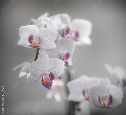 Fototapeta Naklejka Na Ścianę i Meble -  Orquídeas...