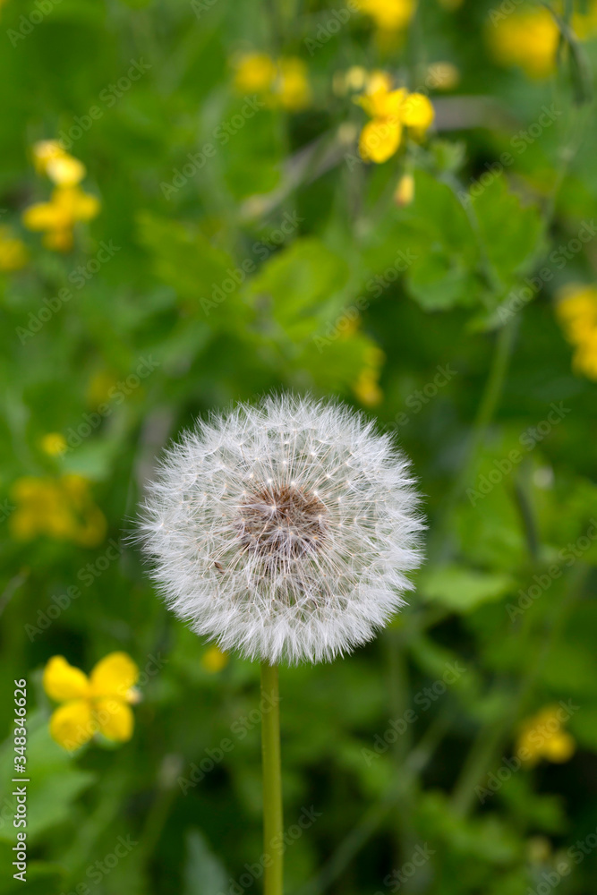 Detail of the Dandelion in Nature Detail of the Dandelion in Nature