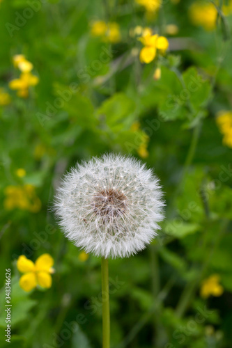 Detail of the Dandelion in Nature