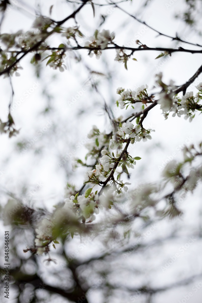 Blooming apple tree in spring time.