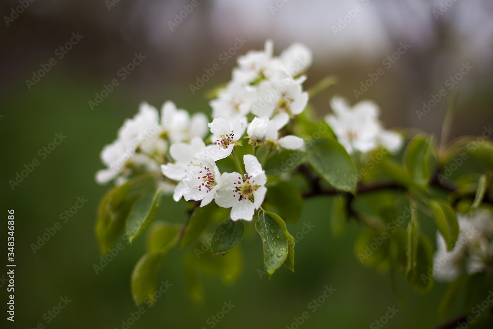 Blossoming flowers on apple tree