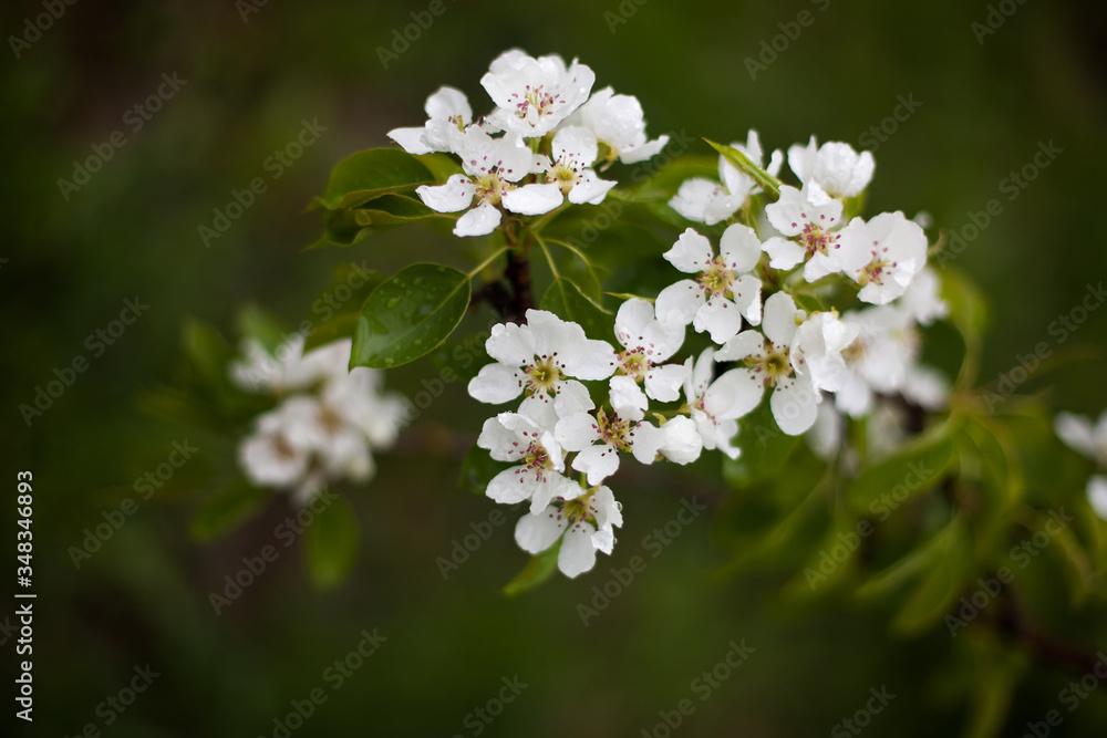 Blooming apple tree in spring time. Blooming apple tree in spring time.