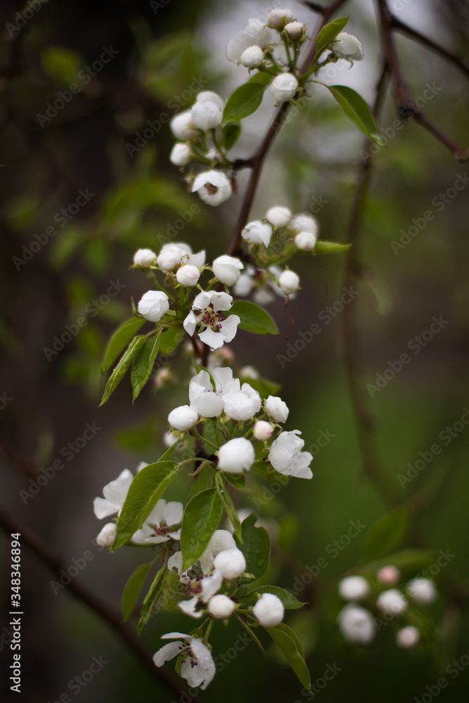 Blooming apple tree in spring time. Blooming apple tree in spring time.