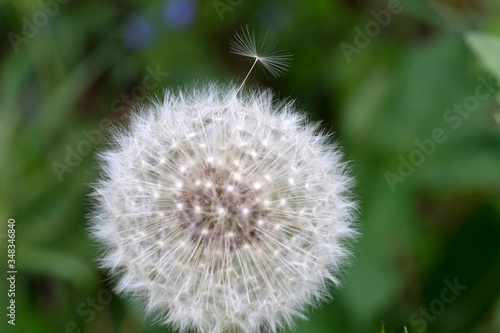 Detail of the Dandelion in Nature