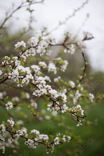 Blossoming flowers on apple tree © DariaTrofimova