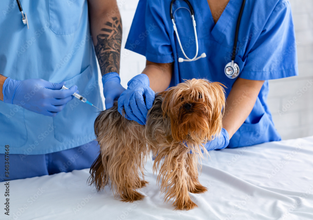 Unrecognizable vet doctors with vaccine making injection to little doggy at veterinarian clinic, closeup